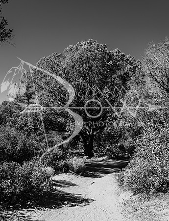 Arizona Trip ccb-2