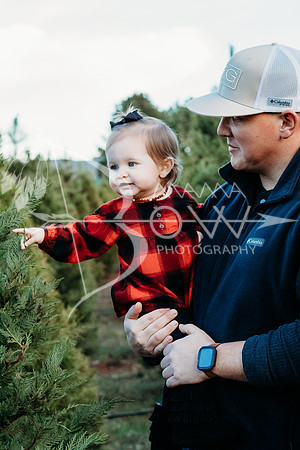 speer family web-3