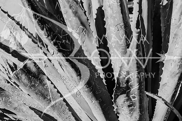 Arizona Trip ccb-68
